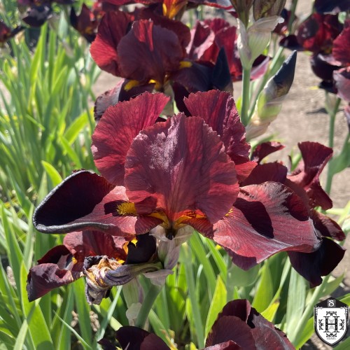 Iris germanica 'Sultan's Place' - Aediiris 'Sultan's Place'